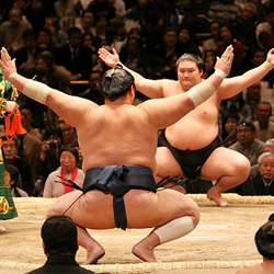 sumo